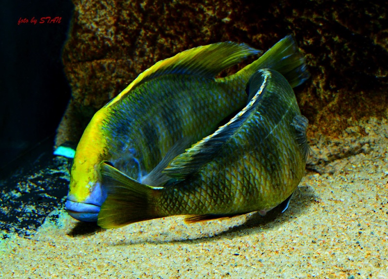 Nimbochromis venustus